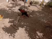 Chickens — foto 7