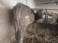 Vacă, Rasa Alatau — foto 1
