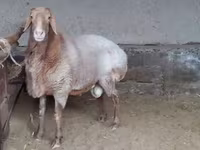 قوچ, Arashan sheep — عکس 3