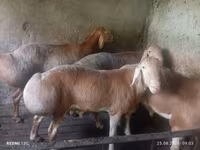 قوچ, Rhon sheep — عکس 1