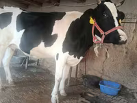 Krava, Russian Black pied cattle — foto 4