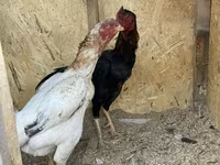 Chickens — फ़ोटो 3