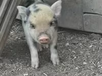 Cinghiale, Гёттингенский минипиг — foto 3