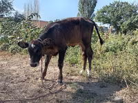Бик, Swiss cattle — снимка 2
