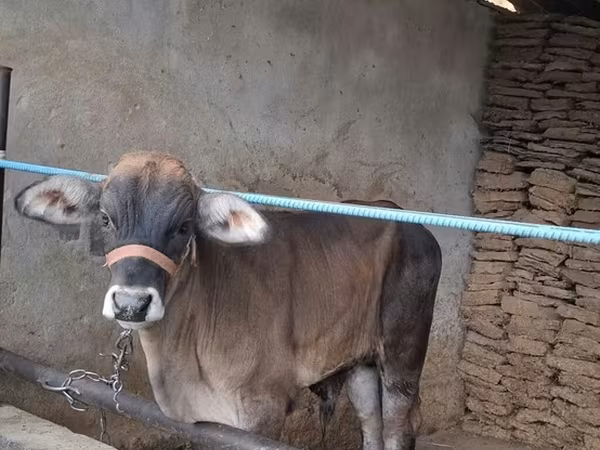 Byk, Brahman