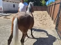 ม้าตัวเมีย, Berber horse — รูปภาพ 3