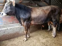 Stier, Runderen — foto 1