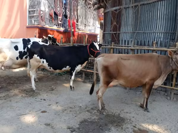Bò cái, Bò nước — Bangladesh