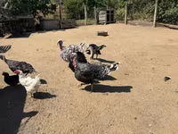Turkeys — foto 3