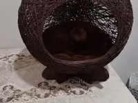 Ev heyvanları üçün dekorativ yuva/evcik - Material: tünd qəhvəyi — φωτογραφία 1