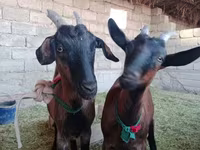 雌ヤギ, Alpine goat — 写真 1