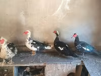 Domestic Muscovy — foto 2