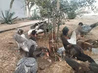 Ducks — عکس 2