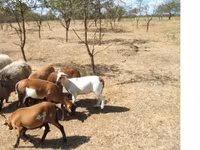 Хуц, Cameroon sheep — 1 зураг