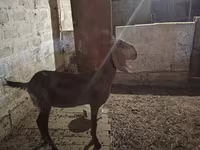 ছাগী, Beetal goats — ছবি 4