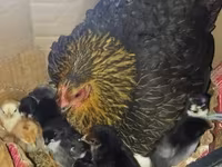 Chickens — լուսանկար 2