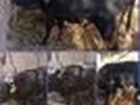 گاو نر, گاو — عکس 6