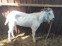 Caprone, Beetal goats — foto 3