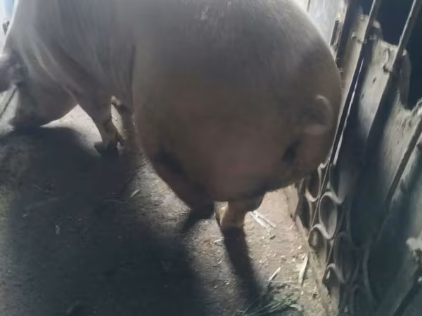 Scroafă, Porci
