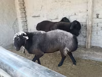Қошқар, Edilbay sheep — 2-сурет
