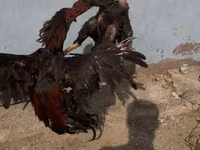 Chickens — عکس 2