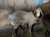 แกะตัวผู้, Rhon sheep — รูปภาพ 5