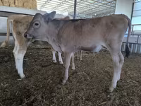 گاو نر, Swiss cattle — عکس 1