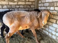 Ovan, Edilbay sheep — fotografija 6