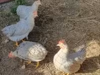 Chickens — foto 1