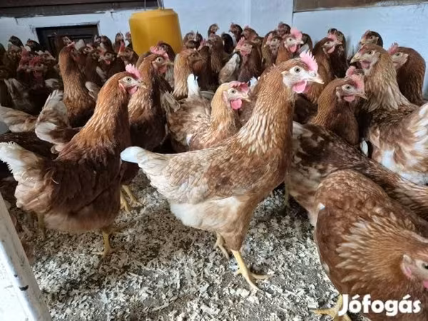 ไก่เดนมาร์ก
