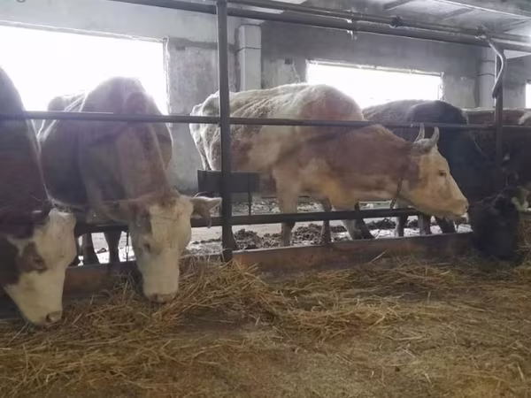 گاو ماده, Swiss cattle
