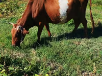 Lembu betina, Cattle — foto 2