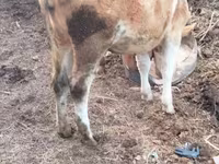گاو ماده, گاو — عکس 3