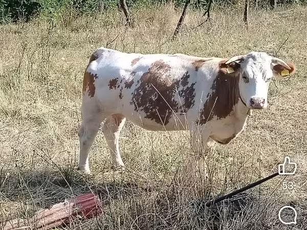 Bull, Cattle — Moldova