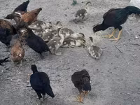 Chickens — fotografija 3