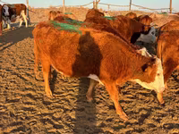 گاو ماده, Simmental cattle — عکس 5