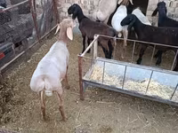 Beran, Arashan sheep — foto 4
