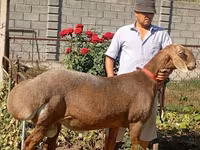 Beran, Arashan sheep — foto 5