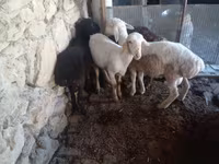 قوچ, Rhon sheep — عکس 1