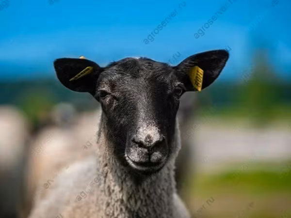Berbec, Romanov sheep