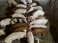 Doofaar lab, Pigs — sawirka 2