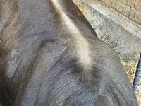 Toro, Swiss cattle — foto 5
