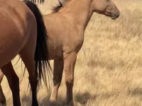 Hingst, Kazakh horse — foto 1