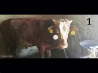 গবাদি পশু (দল, লিঙ্গ উল্লেখ নেই), Simmental cattle — ছবি 1