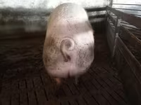 Babi betina, Pigs — foto 3