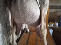 Koza, Beetal goats — zdjęcie 4