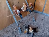 Bantam — Foto 2