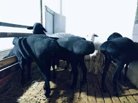 የጎትት አውራ በግ, Hissar sheep — ፎቶ 3
