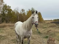 Kůň, Horse breed — foto 1