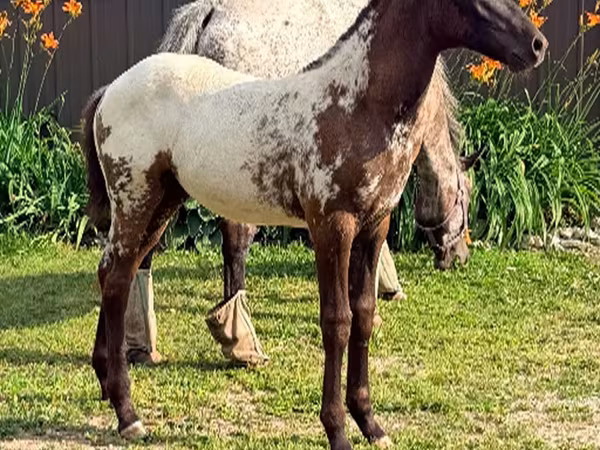 Stute, Appaloosa